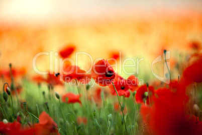 Roter Mohn