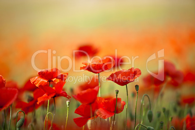 Roter Mohn