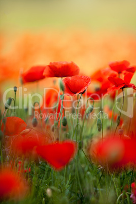 Roter Mohn