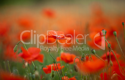 Roter Mohn