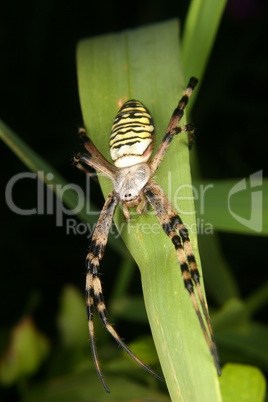 Wespenspinne (Argiope bruennichi) / Wasp spider (Argiope bruenni