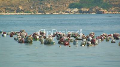 Cultivation of mussels