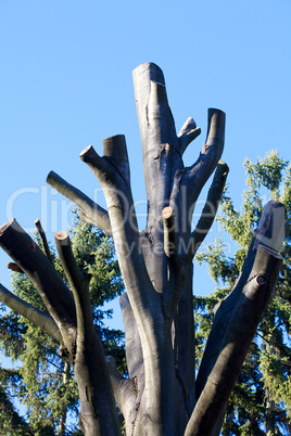 chopped off the trees on the background of the autumn blue sky