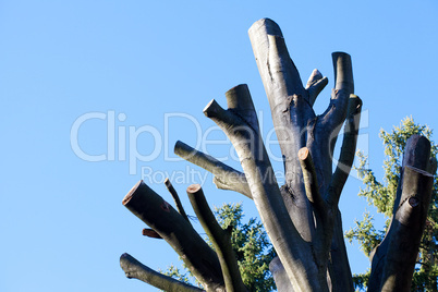 chopped off the trees on the background of the autumn blue sky