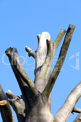 chopped off the trees on the background of the autumn blue sky