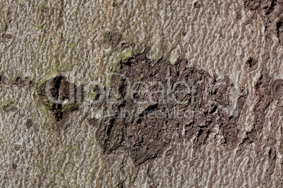 background from the bark of the oak tree