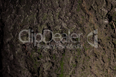 background from the bark of the oak tree