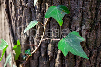 background from the bark of oak and green leaves