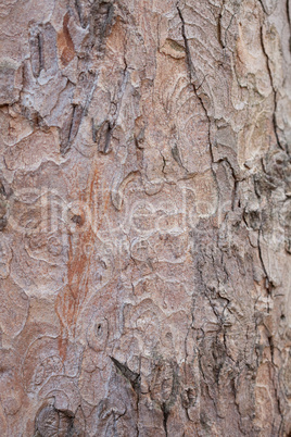 background from the bark of the oak tree