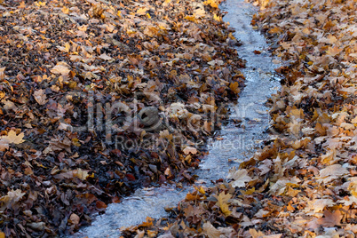 a creek flowing into the autumn forest