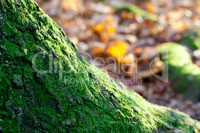 large tree roots in the moss in autumn forest