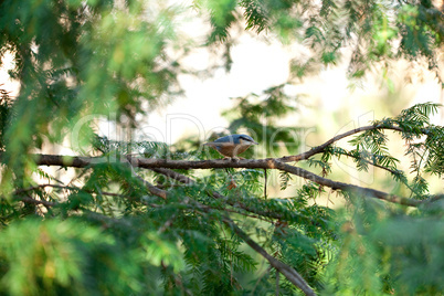 Bird sitting on tree branches in the autumn forest