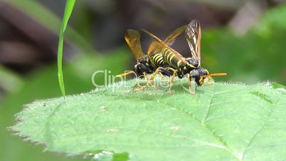 Braunwurzblattwespe - Figwort sawfly
