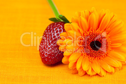 Gerbera flower strawberries lying on the orange fabric