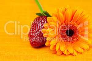 Gerbera flower strawberries lying on the orange fabric