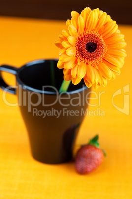 gerbera flower in a black cup of the orange fabric