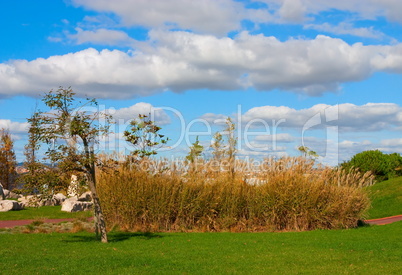 A city park with trees