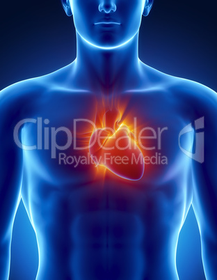 Human heart in detail with glowing rays