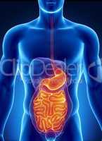 ANatomy of human digestive system