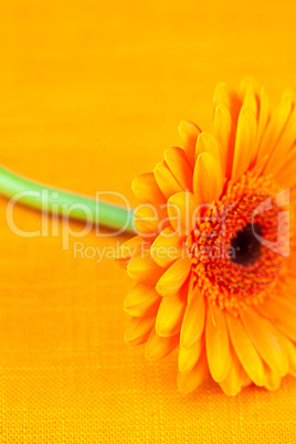 Gerbera flower lying on the orange fabric