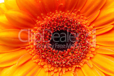 a background of an orange gerbera flower