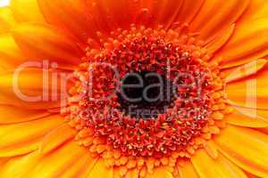 a background of an orange gerbera flower