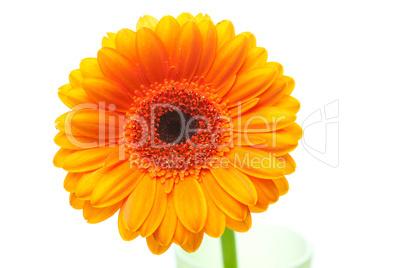 an orange gerbera flower isolated on white