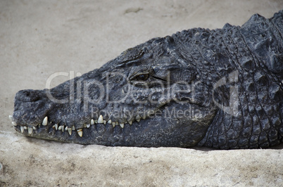 Portrait of a nile crocodile