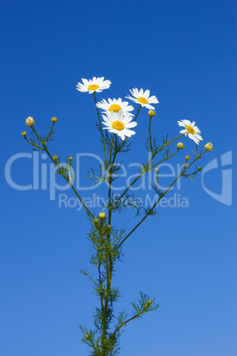 Bunch of field daisies