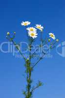 Bunch of field daisies