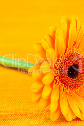Gerbera flower lying on the orange fabric