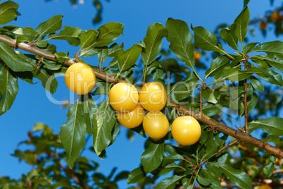 Yellow plum fruit