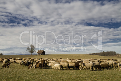 Schafe unter Wolkenhimmel