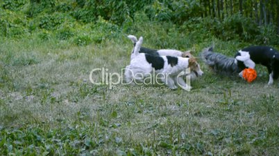Foxterrier and Yorkshire terrier