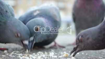 Pigeons peck at grain on urban square