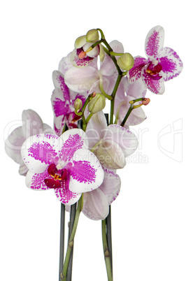 Purple orchid flower