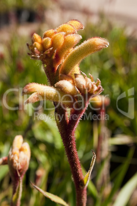 Yellow Plant