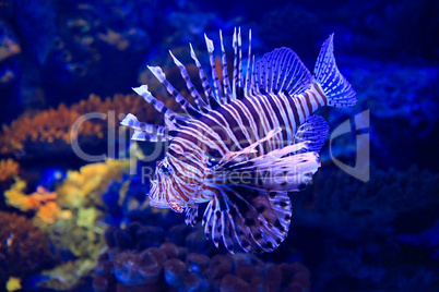 lion-fish underwater in tropical aquarium