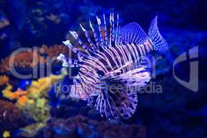 lion-fish underwater in tropical aquarium