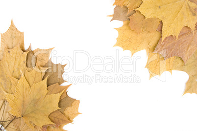 Autumn maple leaves