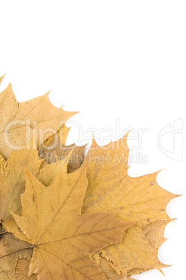 Autumn maple leaves