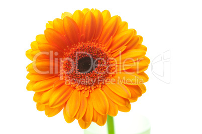 an orange gerbera flower isolated on white