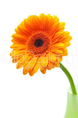 gerbera flower in vase isolated on white