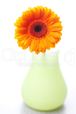 gerbera flower in vase isolated on white