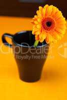 gerbera flower in a black cup of the orange fabric