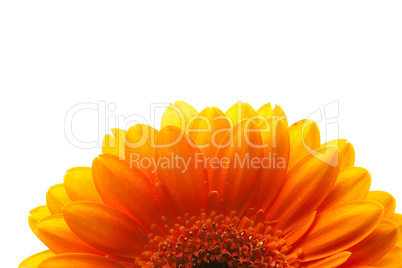 an orange gerbera flower isolated on white