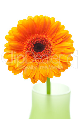 gerbera flower in vase isolated on white