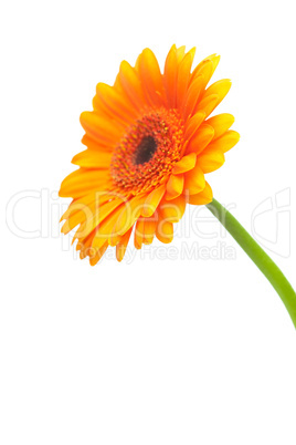 an orange gerbera flower isolated on white