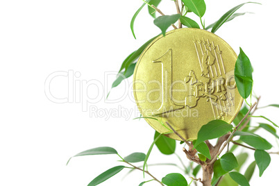 ficus  and one euro coin isolated on white