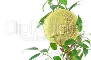 ficus  and one euro coin isolated on white